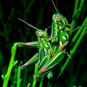 Hesperotettix viridus viridus- Snakeweed spur-throated grasshopper