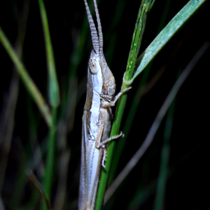Paropomala pallida- Pale toothpick grasshopper