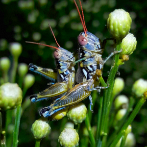 Melanoplus aridus- Arid lands spur-throated grasshopper