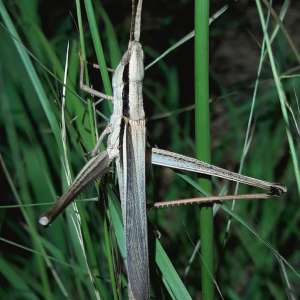 Mermiria bivittata maculipennis- Two-striped toothpick grasshopper