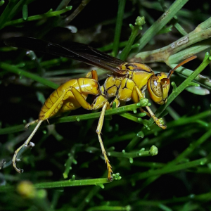 Polistes flavus- Yellow paper wasp