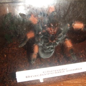 Brachypelma emilia - Chiquito