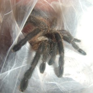 Monocentropus balfouri - Halah