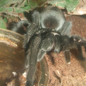 Grammostola pulchra - Massa