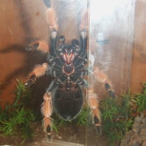 Brachypelma boehmei - Pachuca