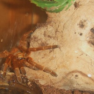 Pterinochilus murinus RCF - Haya