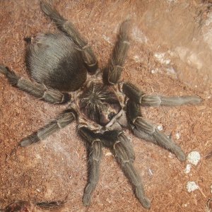 Phormictopus sp. full green - Guaba