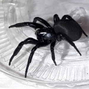 Plectreurys tristis- Morose Primitive Hunting Spider