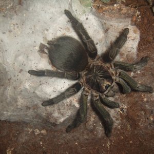 Phormictopus sp. full green - Guaba