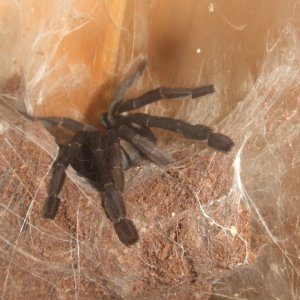 Cyriopagopus sp Hati Hati - Sula