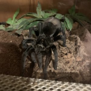 Grammostola pulchra - Massa