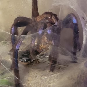 Chilobrachys sp. Electric Blue #2