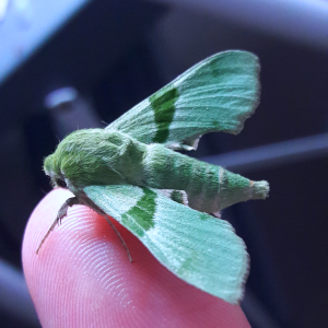 Proserpinus terlooii- Terloo Sphinx (male)