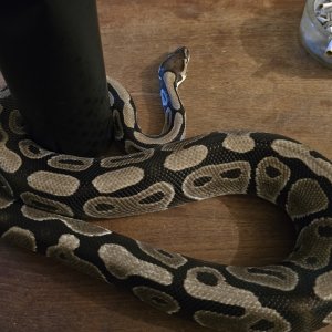 Python Regius - Mali