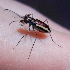 Parvindela lemniscata 'White striped tiger beetle'