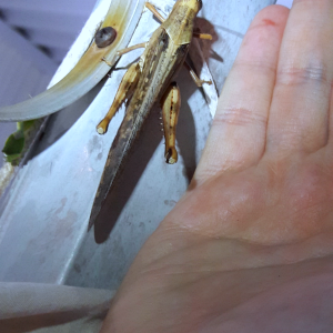 Schistocerca nitens 'Grey Bird Grasshopper'