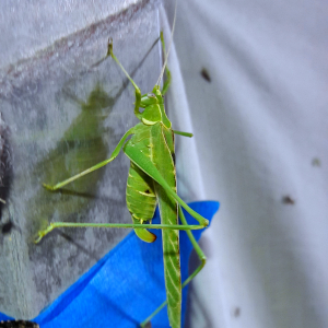 Insara elegans 'Elegant bush katydid'