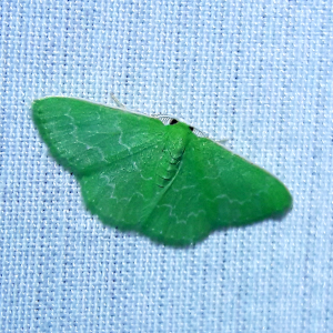 Synchlora frondaria 'Southern emerald'