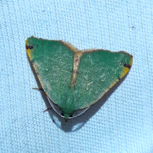 Chloraspilates bicoloraria