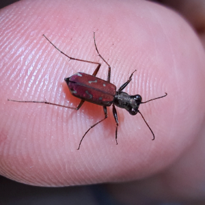 Brasiella wickhami - Sonoran tiger beetle