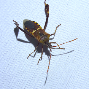 Leptoglossus clypealis - Western leaf-footed bug