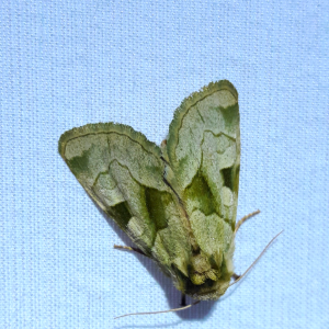 Oslaria viridifera - Green oslaria