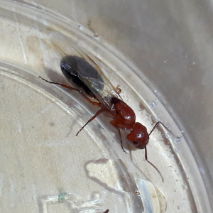 Camponotus sayi 'say's carpenter ant'