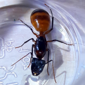 Camponotus ocreatus