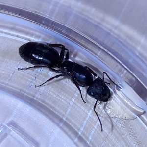 Camponotus trepidulus