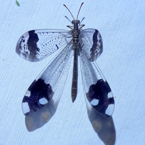 Glenurus luniger 'Western picture-winged antlion'