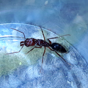 Odontomachus desertorum 'Desert Trapjaw ant' Queen