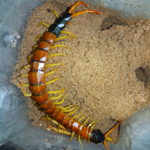 Scolopendra heros arizonensis 'Sonoran giant centipede'