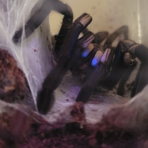 C. Sp. Electric Blue F