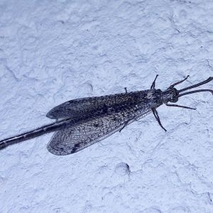 Scotoleon palpalis 'long-tailed antlion'