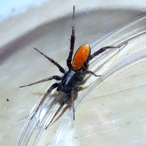 Castianeira occidens 'Western ground sac spider'