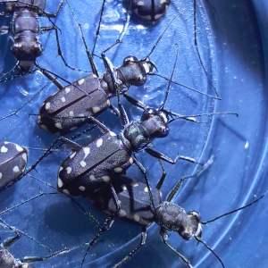 Cicindelidia sedecimpunctata 'Western red bellied tiger beetle'