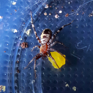 Castianeira azteca 'Aztec ground sac spider'