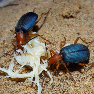 Brachinus sp Bombardier beetles