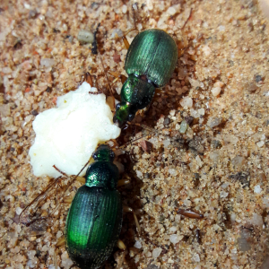 Chlaenius sericea - Green pubescent ground beetle