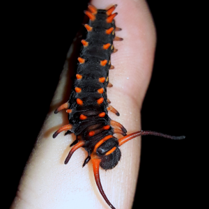 Battus philenor- 'Pipevine swallowtail'