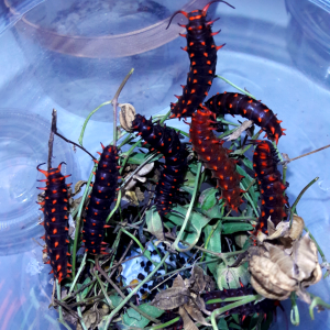 Battus philenor- 'Pipevine swallowtail'