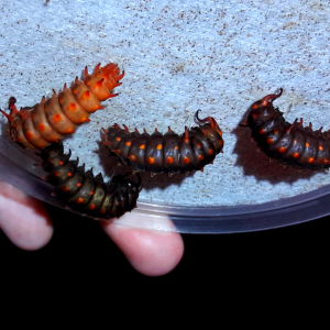 Battus philenor- 'Pipevine Swallowtail'