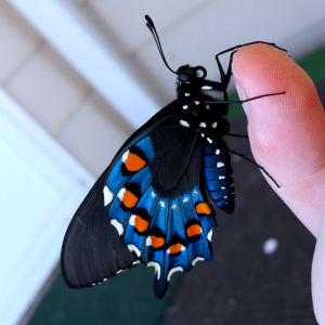 Battus philenor- 'Pipevine swallowtail'