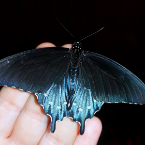 Battus philenor- 'Pipevine swallowtail'