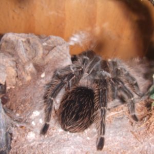 Lasiodora parahybana - Pip