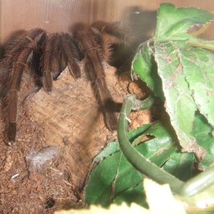 Phormictopus atrichomatus - Amapa