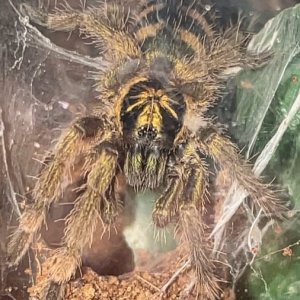 Neoholothele fasciaaurinigra