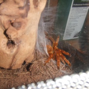 OBT RCF, Shani