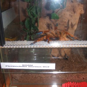 OBT RCF, Shani