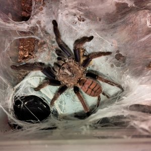 Chilobrachys fimbriatus